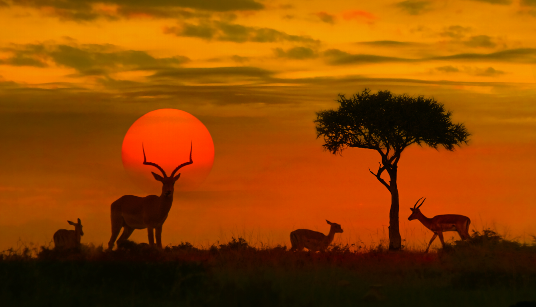 Africa: Digital Nomad Visas (2025)